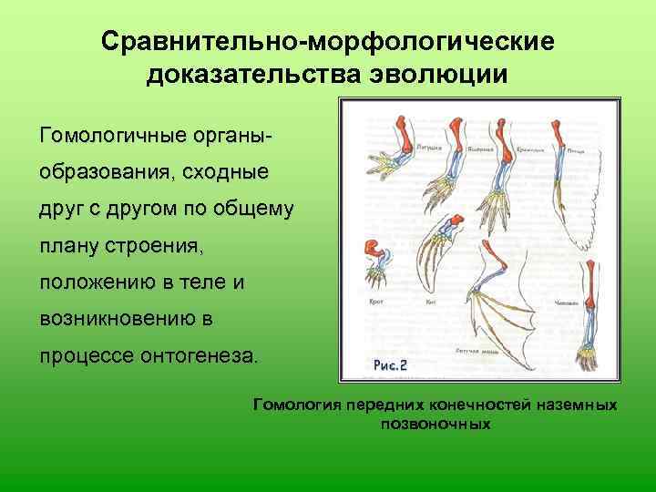  Сравнительно-морфологические   доказательства эволюции Гомологичные органы- образования, сходные друг с другом по