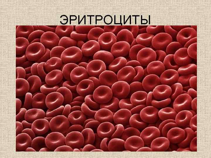 ЭРИТРОЦИТЫ 