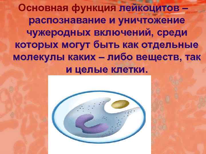  Основная функция лейкоцитов –  распознавание и уничтожение  чужеродных включений, среди которых