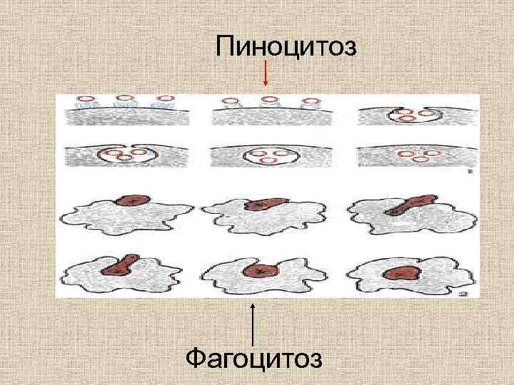  Пиноцитоз Фагоцитоз 
