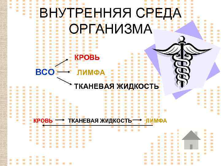  ВНУТРЕННЯЯ СРЕДА ОРГАНИЗМА   КРОВЬ ВСО  ЛИМФА   ТКАНЕВАЯ ЖИДКОСТЬ