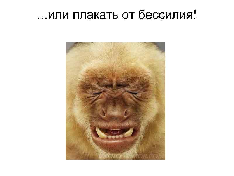   . . . или плакать от бессилия!  