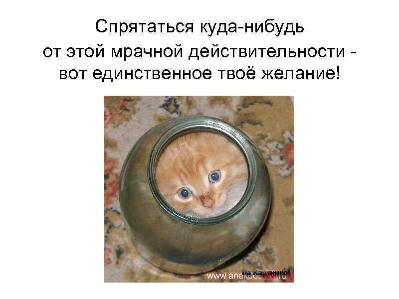    Спрятаться куда-нибудь от этой мрачной действительности -  вот единственное твоё