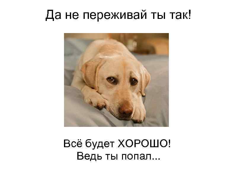   Да не переживай ты так!       Всё