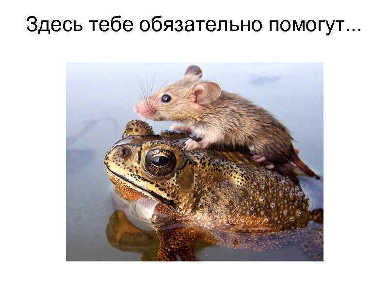   Здесь тебе обязательно помогут. . . 