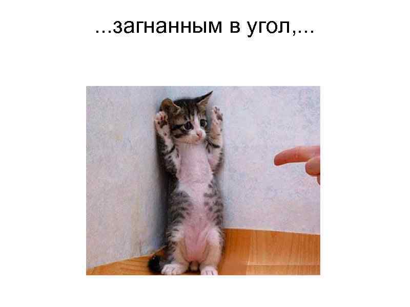   . . . загнанным в угол, . . . 