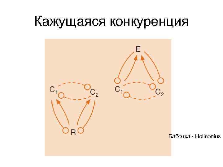 Кажущаяся конкуренция    Бабочка - Heliconius 