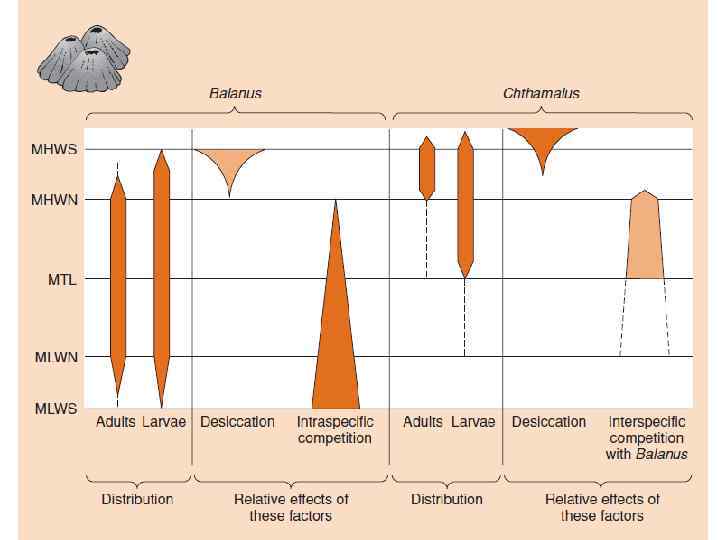      Примеры Competition between barnacles     