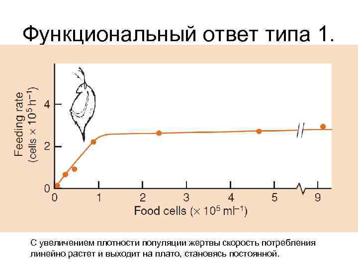 Линейно увеличивается