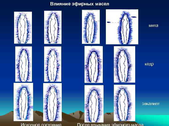 Влияние эфирных масел      мята     кедр