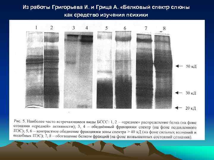Из работы Григорьева И. и Грица А.  «Белковый спектр слюны   