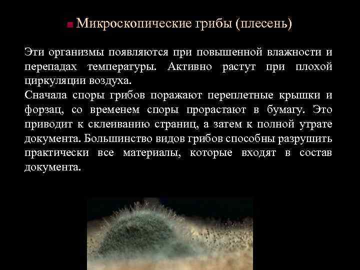 ■ Микроскопические грибы (плесень) Эти организмы появляются при повышенной влажности и перепадах температуры. Активно