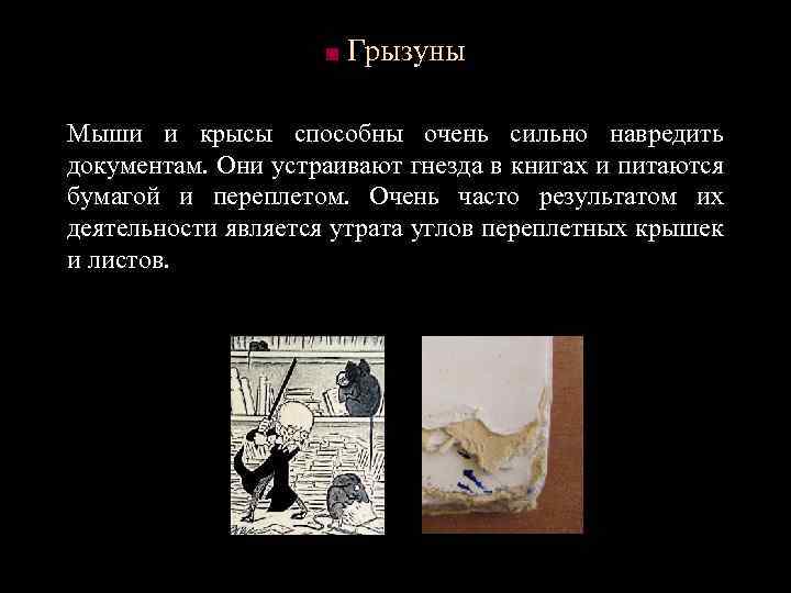■ Грызуны Мыши и крысы способны очень сильно навредить документам. Они устраивают гнезда в