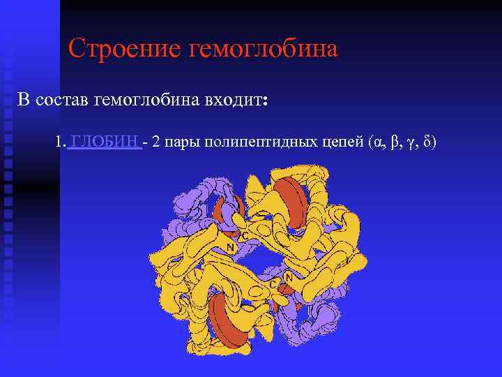  Строение гемоглобина В состав гемоглобина входит:  1. ГЛОБИН - 2 пары полипептидных