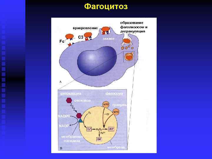     Фагоцитоз       образование  
