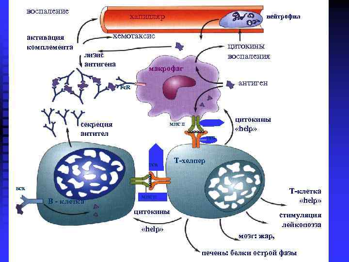  воспаление      капилляр      нейтрофил