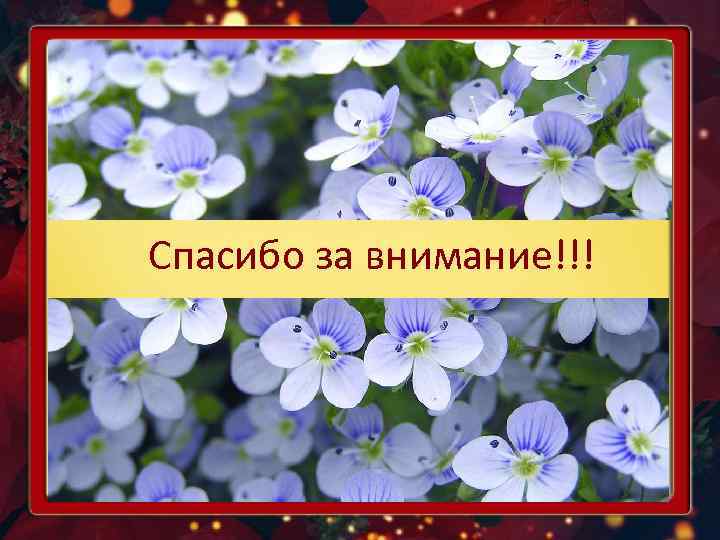 Спасибо за внимание!!! 