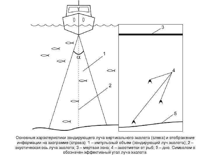Основные характеристики зондирующего луча вертикального эхолота (слева) и отображение информации на эхограмме (справа). 1