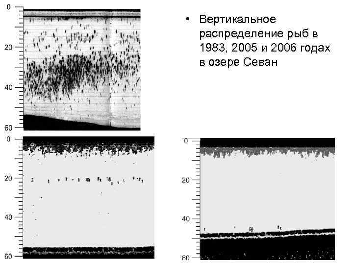  • Вертикальное распределение рыб в 1983, 2005 и 2006 годах в озере Севан