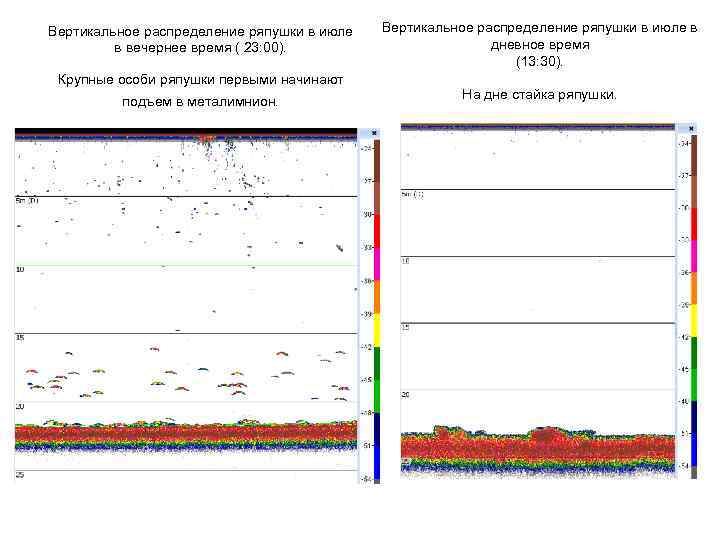 Вертикальное распределение ряпушки в июле в вечернее время ( 23: 00). Крупные особи ряпушки