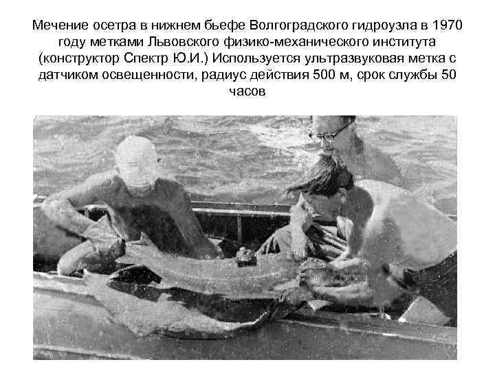 Мечение осетра в нижнем бьефе Волгоградского гидроузла в 1970 году метками Львовского физико-механического института