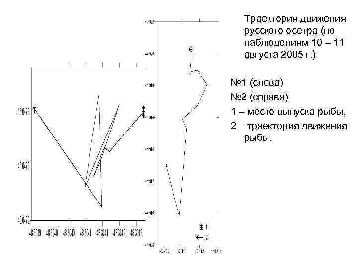  Траектория движения русского осетра (по наблюдениям 10 – 11 августа 2005 г. )