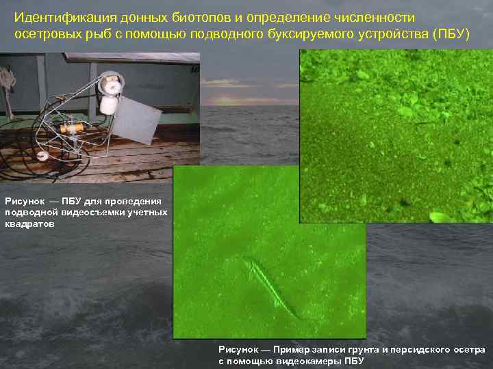 Идентификация донных биотопов и определение численности осетровых рыб с помощью подводного буксируемого устройства (ПБУ)