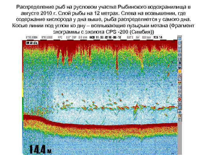 Распределение рыб на русловом участке Рыбинского водохранилища в августе 2010 г. Слой рыбы на