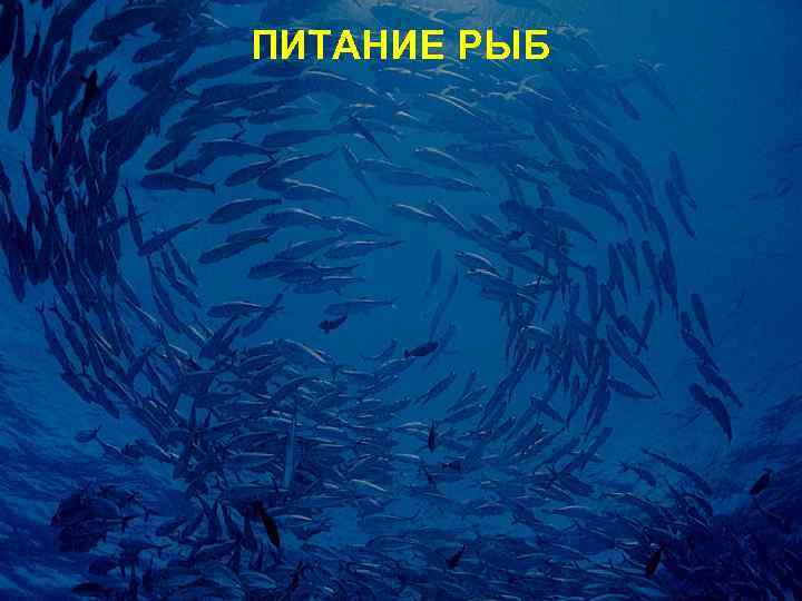 Виды питания рыб. Питание рыб. Характер питания рыб. Тип питания рыб. Питание рыб кратко.