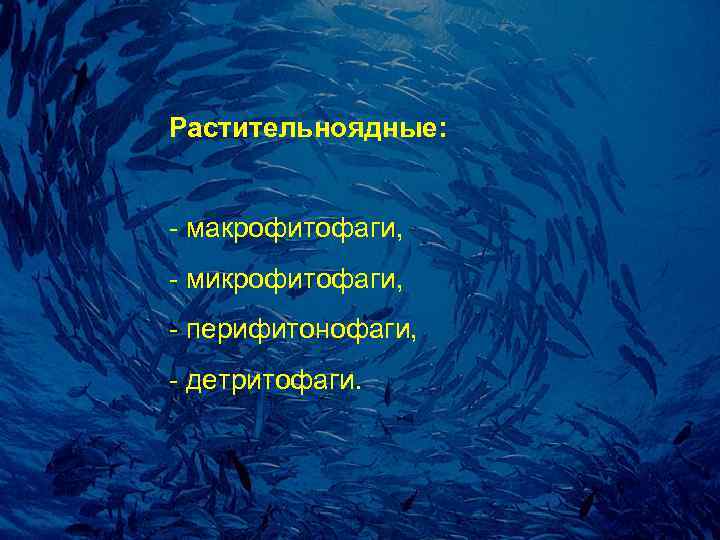 Растительноядные:  - макpофитофаги, - микpофитофаги, - пеpифитонофаги, - детpитофаги. 