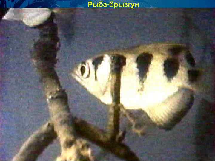 Рыба-брызгун 