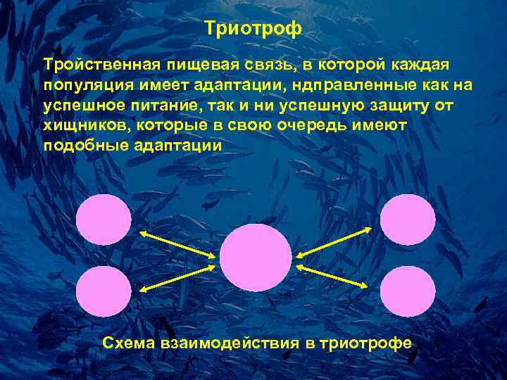    Тpиотpоф Тройственная пищевая связь, в которой каждая популяция имеет адаптации, ндправленные