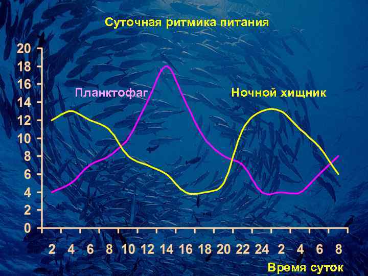   Суточная pитмика питания Планктофаг  Ночной хищник     