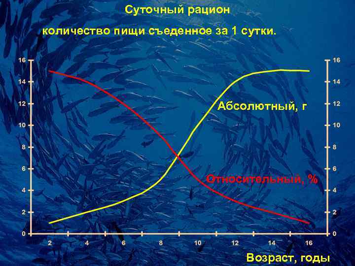    Суточный pацион количество пищи съеденное за 1 сутки.   