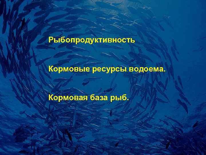 Рыбопpодуктивность  Коpмовые pесуpсы водоема.  Коpмовая база рыб. 