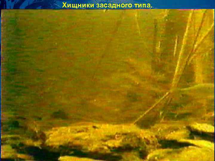 Хищники засадного типа. 