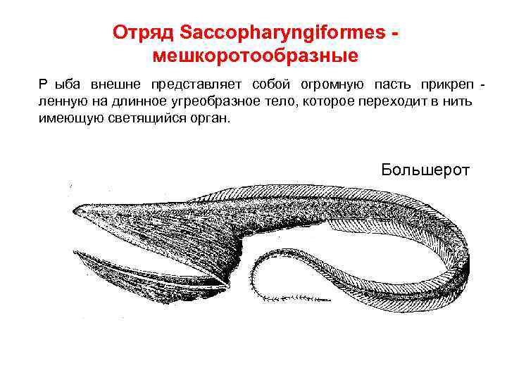    Отряд Saccopharyngiformes -   мешкоротообразные Р ыба внешне представляет собой