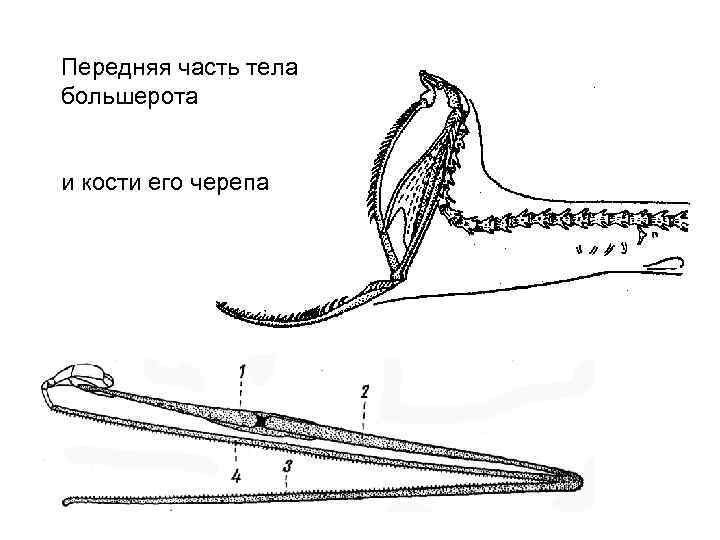 Передняя часть тела большерота  и кости его черепа 