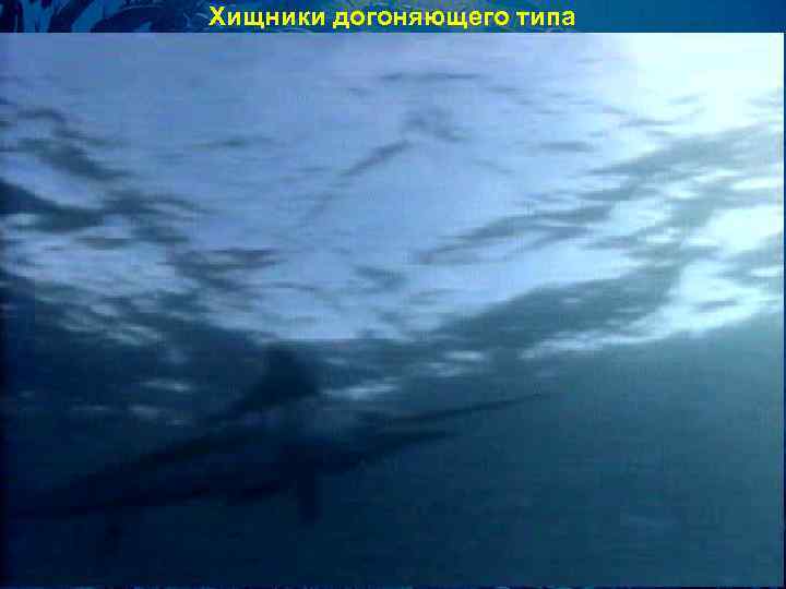 Хищники догоняющего типа 