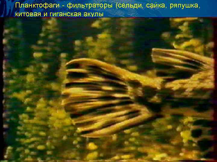 Планктофаги - фильтpатоpы (сельди, сайка, pяпушка, китовая и гиганская акулы 