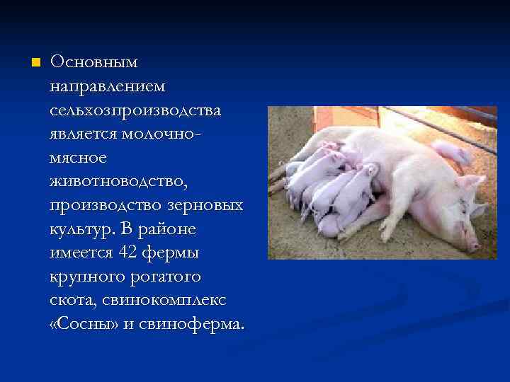 n  Основным направлением сельхозпроизводства является молочно- мясное животноводство, производство зерновых культур. В районе