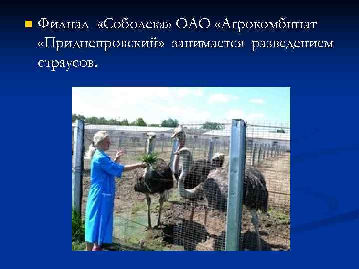 n  Филиал «Соболека» ОАО «Агрокомбинат «Приднепровский» занимается разведением страусов. 