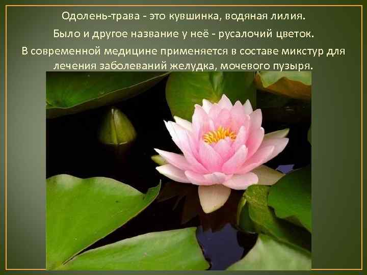   Одолень-трава - это кувшинка, водяная лилия.  Было и другое название у