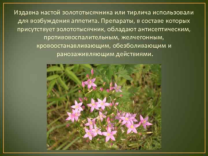 Издавна настой золототысячника или тирлича использовали для возбуждения аппетита. Препараты, в составе которых присутствует