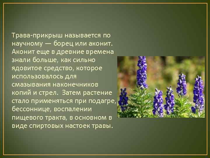 Трава-прикрыш называется по научному — борец или аконит. Аконит еще в древние времена знали