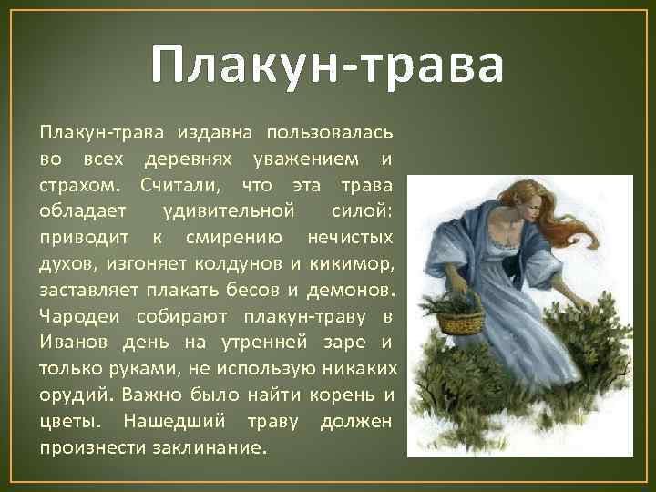    Плакун-трава издавна пользовалась во всех деревнях уважением и страхом. Считали, что