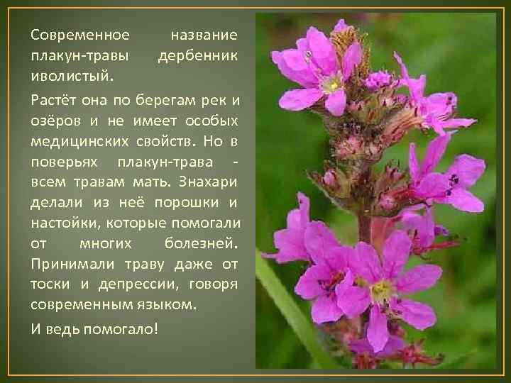 Современное  название плакун-травы дербенник иволистый. Растёт она по берегам рек и озёров и