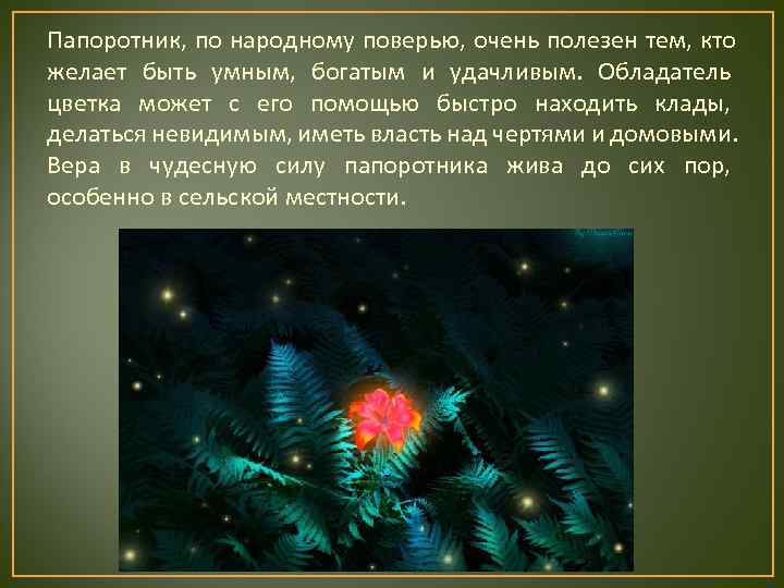 Папоротник, по народному поверью, очень полезен тем, кто желает быть умным, богатым и удачливым.
