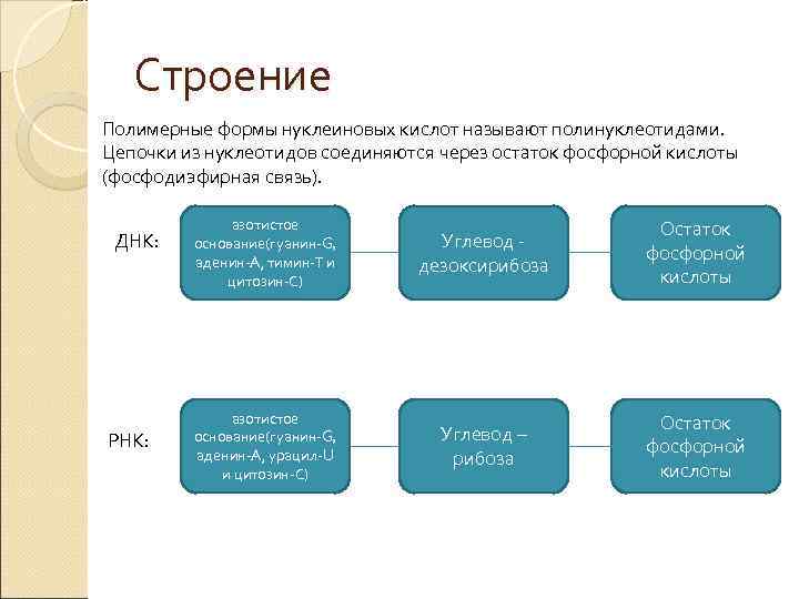   Строение Полимерные формы нуклеиновых кислот называют полинуклеотидами. Цепочки из нуклеотидов соединяются через