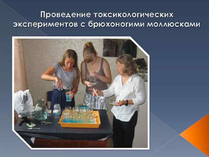  Проведение токсикологических экспериментов с брюхоногими моллюсками 